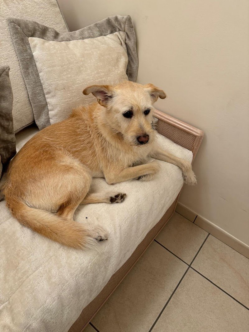 Toelettatura Ammi.pet - Foto 5