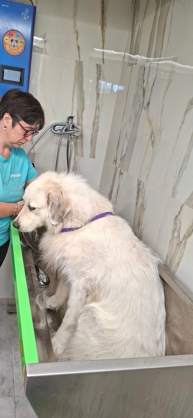 Toelettatura Ammi.pet - Foto 6