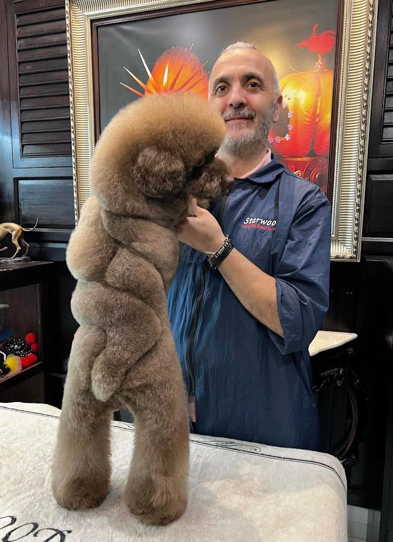 Toelettatura Andrea Pet Grooming - Foto 5