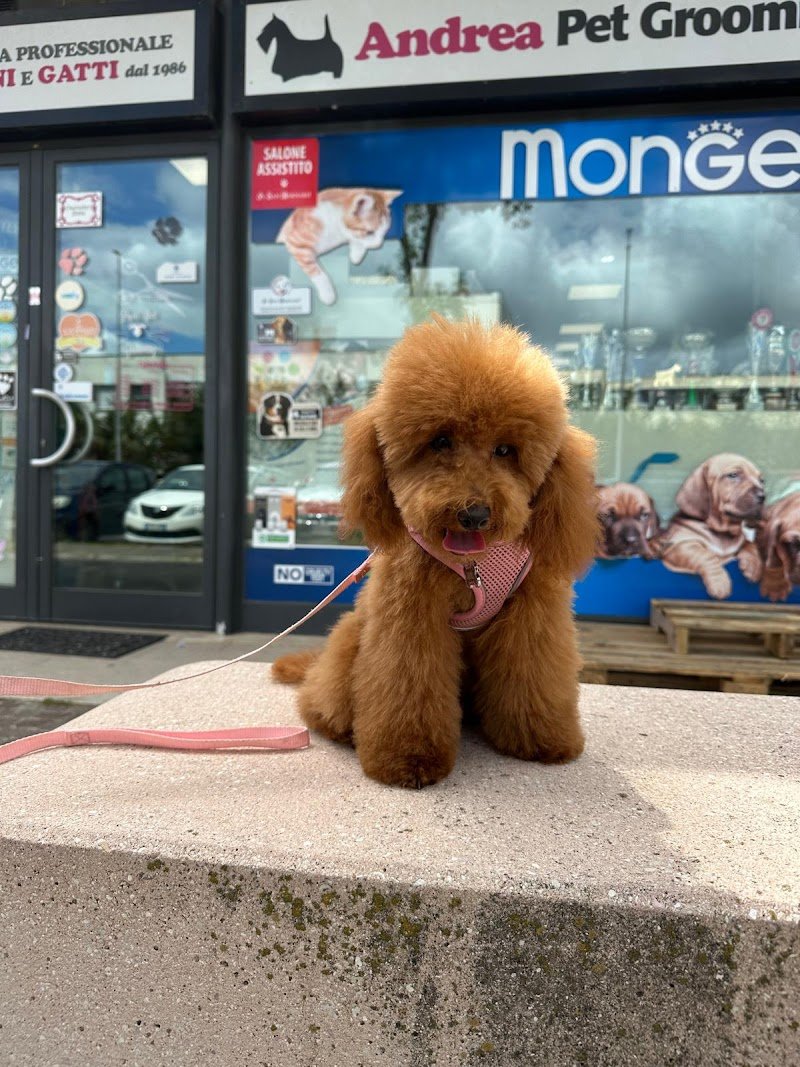 Toelettatura Andrea Pet Grooming - Foto 6