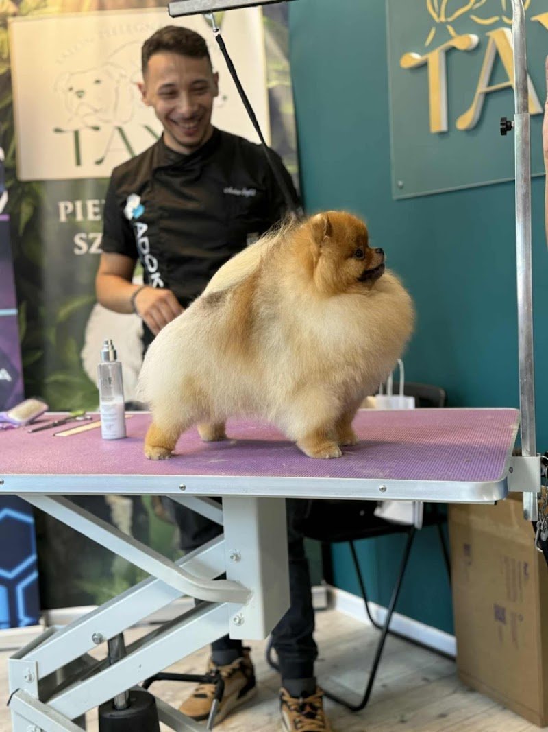 Toelettatura Andrea Scafidi - Foto 1