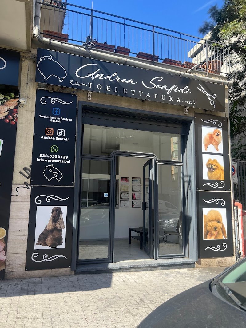 Toelettatura Andrea Scafidi - Foto 2