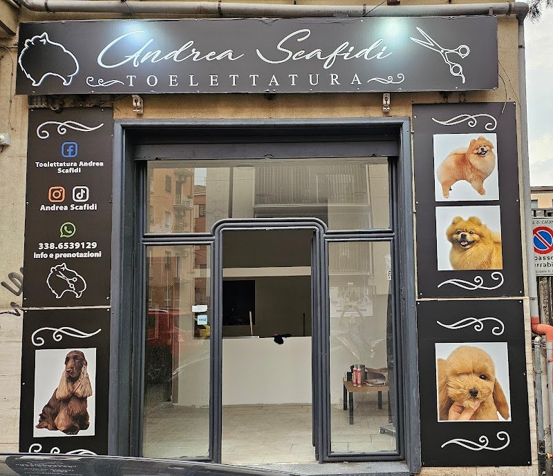 Toelettatura Andrea Scafidi - Foto 5