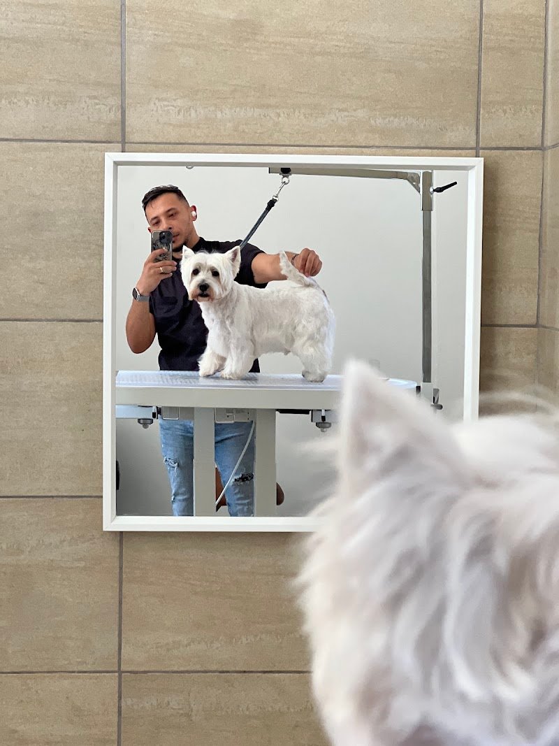 Toelettatura Andrea Scafidi - Foto 6