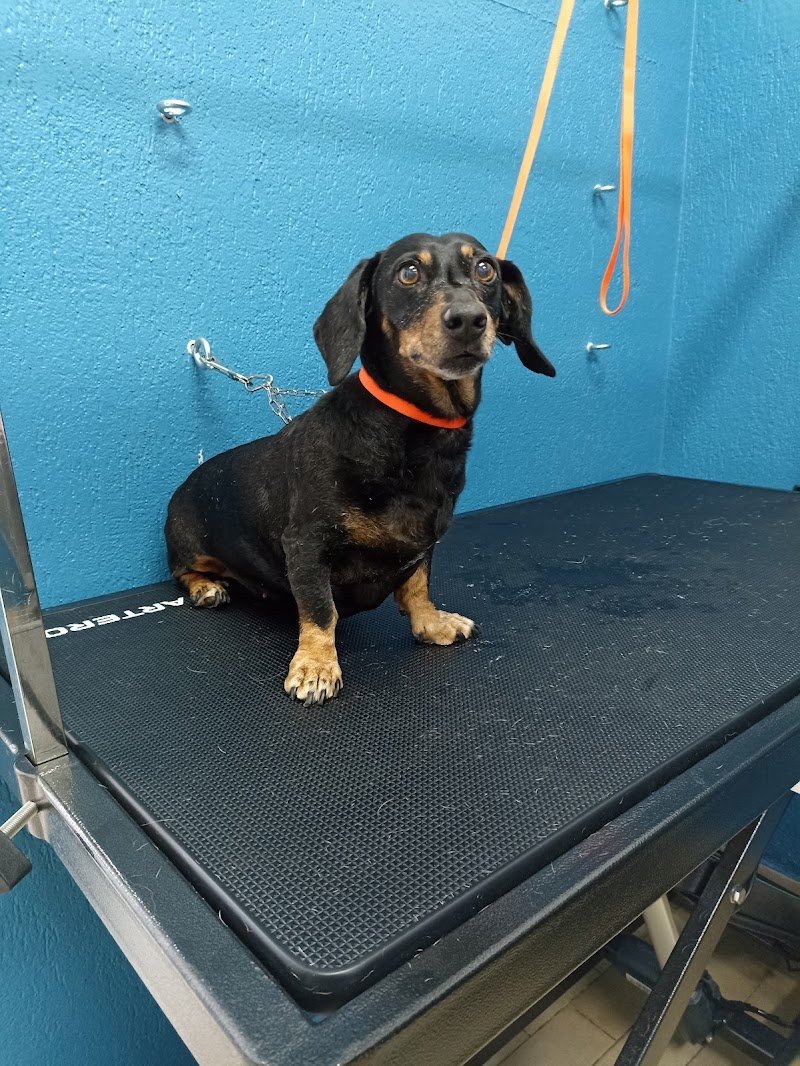 Toelettatura Anima Pet - Foto 1