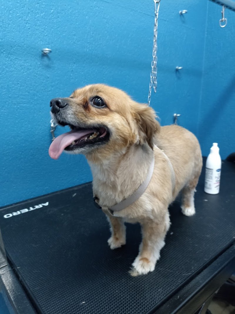 Toelettatura Anima Pet - Foto 2