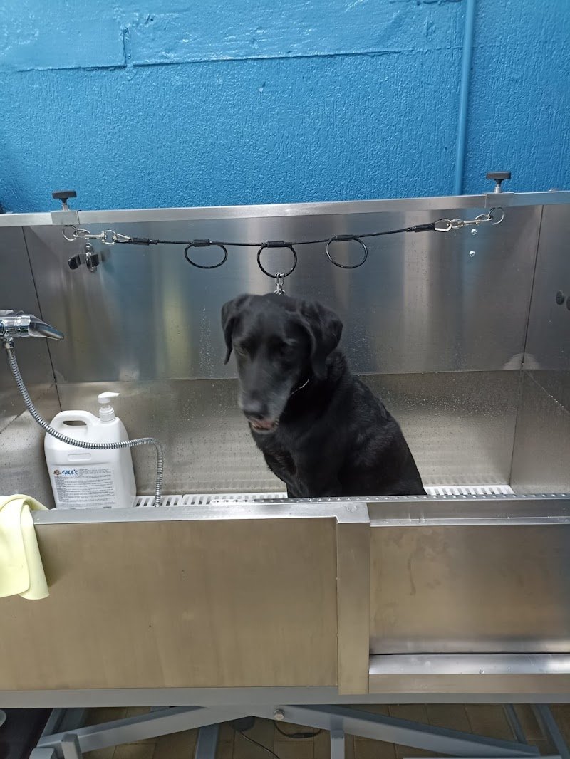 Toelettatura Anima Pet - Foto 3