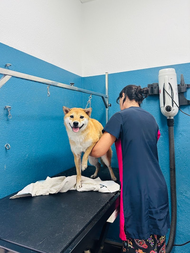 Toelettatura Anima Pet - Foto 4