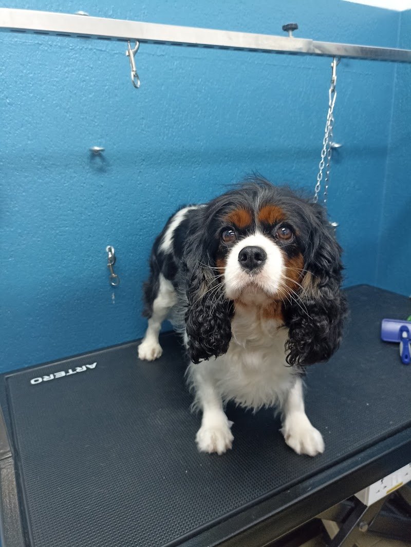 Toelettatura Anima Pet - Foto 5