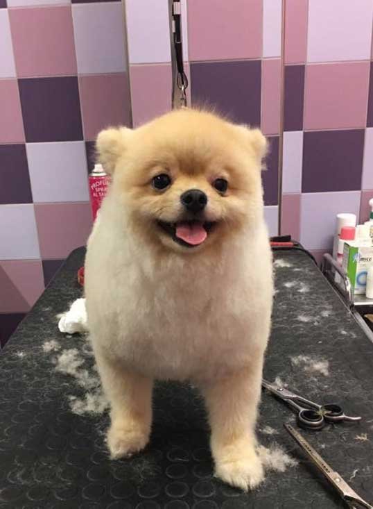 Toelettatura Animali Domestici Toelettiamo - Tosature Cane Cosenza - Foto 2