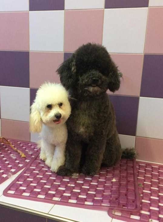 Toelettatura Animali Domestici Toelettiamo - Tosature Cane Cosenza - Foto 3