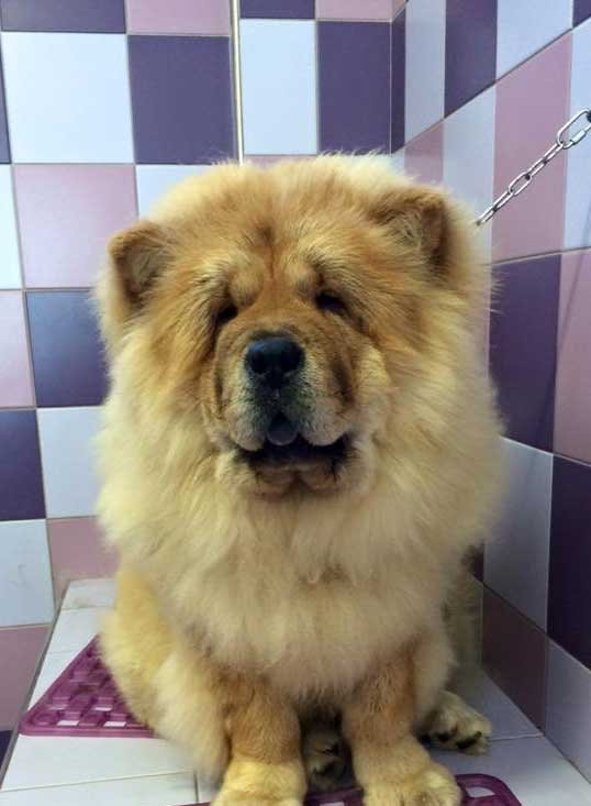 Toelettatura Animali Domestici Toelettiamo - Tosature Cane Cosenza - Foto 4