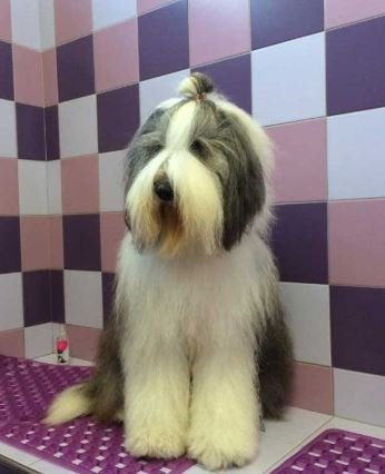 Toelettatura Animali Domestici Toelettiamo - Tosature Cane Cosenza - Foto 5