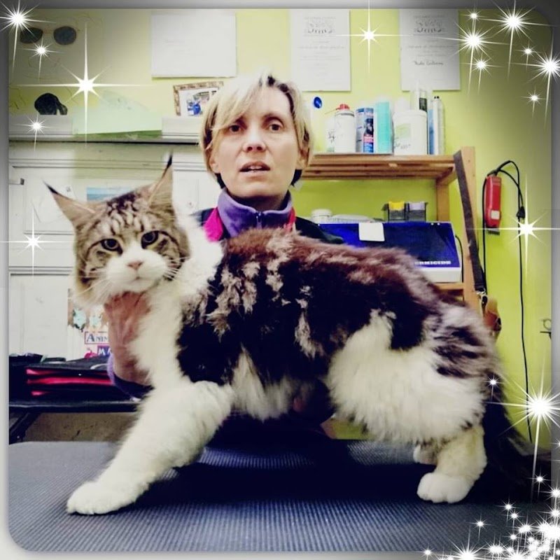 Toelettatura Animalmania Abbadia San Salvatore - Foto 2