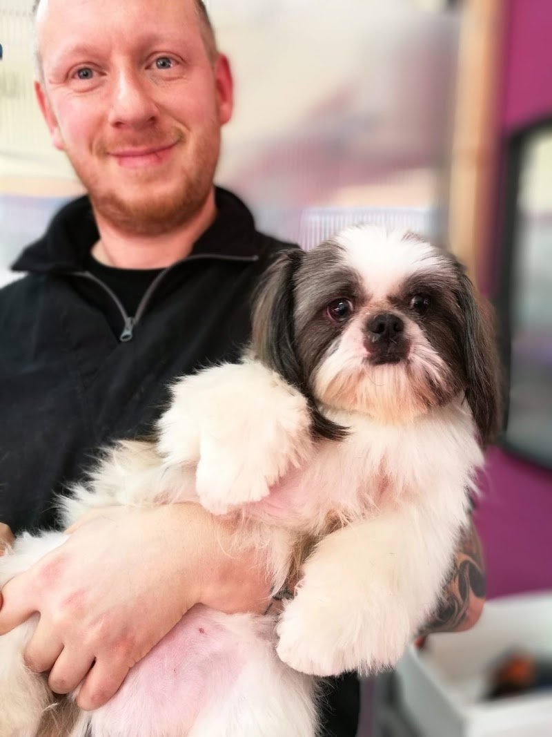 Toelettatura Animalmania Abbadia San Salvatore - Foto 5