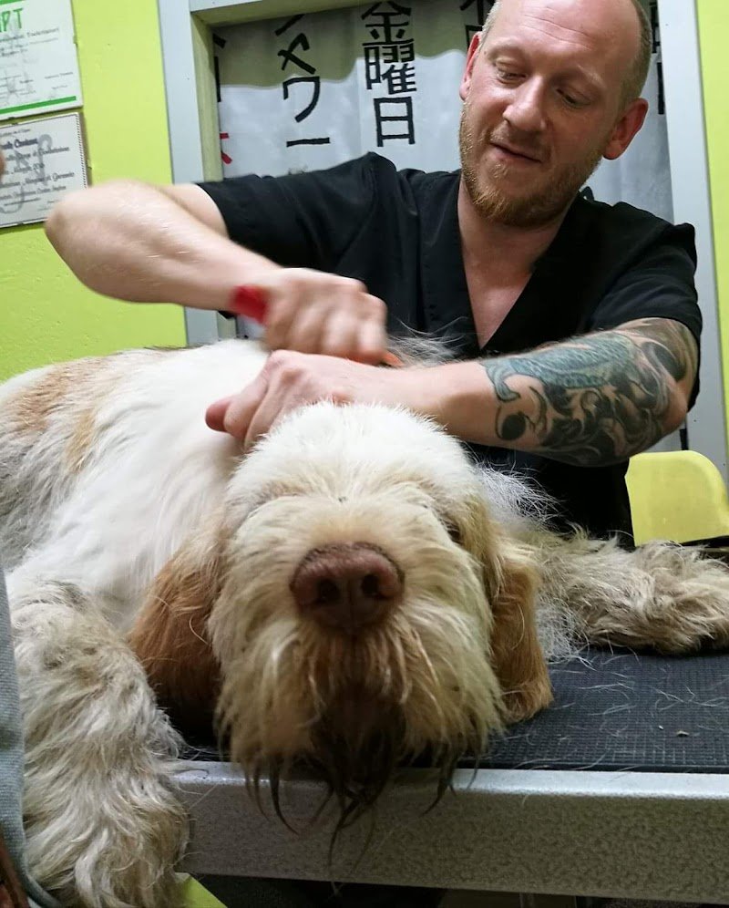 Toelettatura Animalmania Castel Del Piano - Foto 1