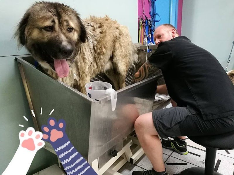 Toelettatura Animalmania Castel Del Piano - Foto 2