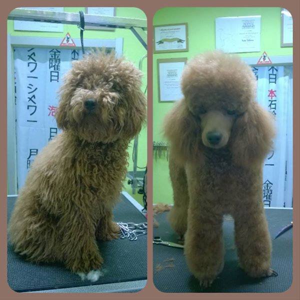 Toelettatura Animalmania Castel Del Piano - Foto 3