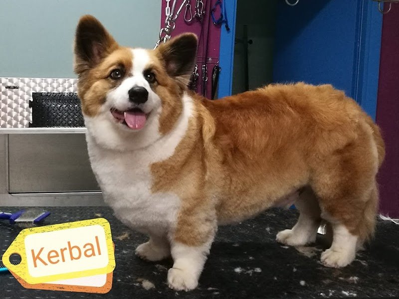 Toelettatura Animalmania Castel Del Piano - Foto 4