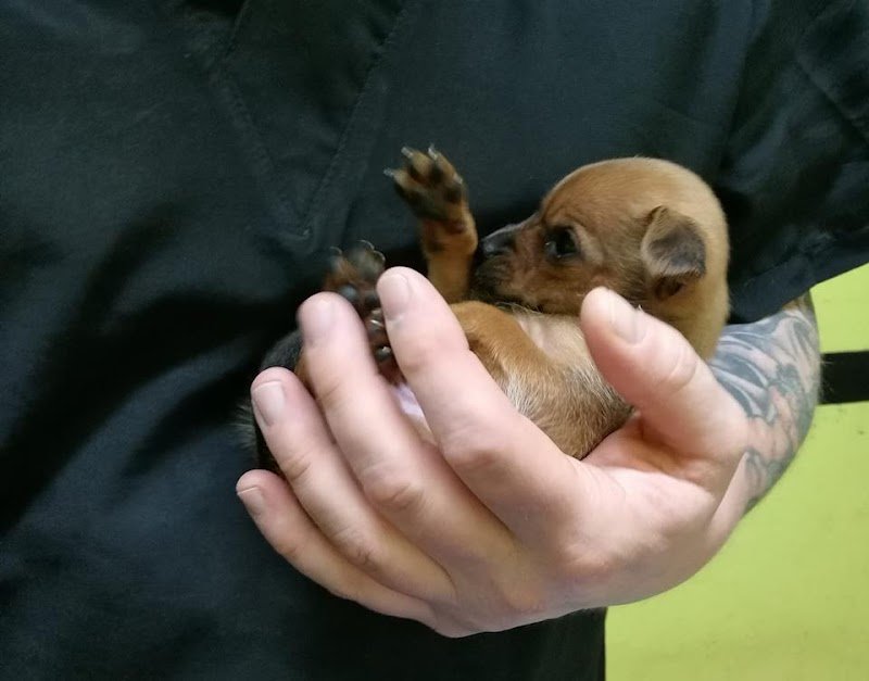 Toelettatura Animalmania Castel Del Piano - Foto 5