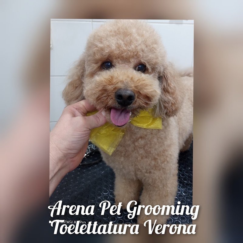 Toelettatura ARENA Pet Grooming - Foto 2