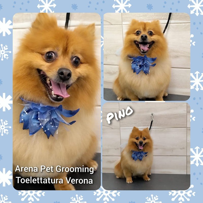 Toelettatura ARENA Pet Grooming - Foto 3