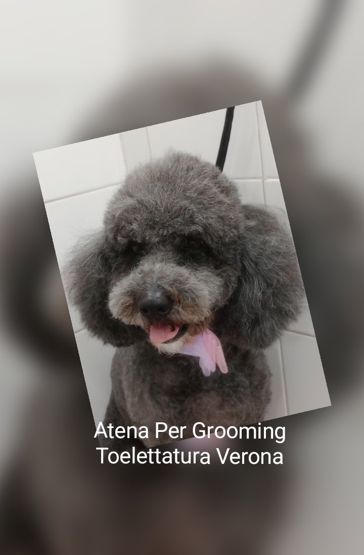Toelettatura ARENA Pet Grooming - Foto 4