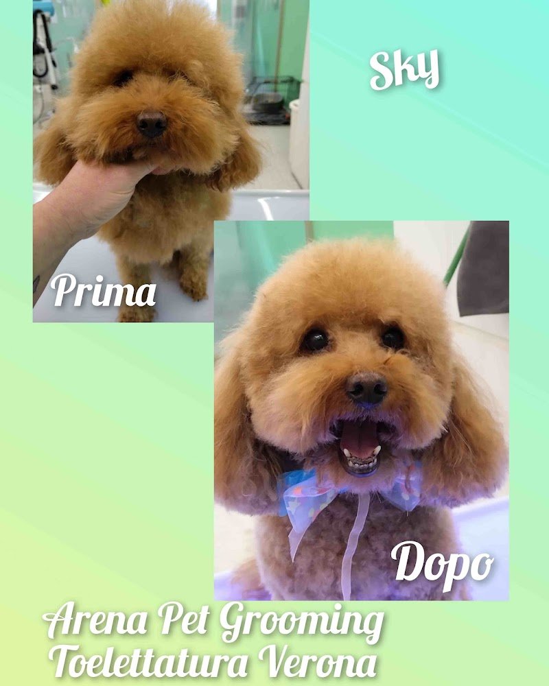 Toelettatura ARENA Pet Grooming - Foto 5