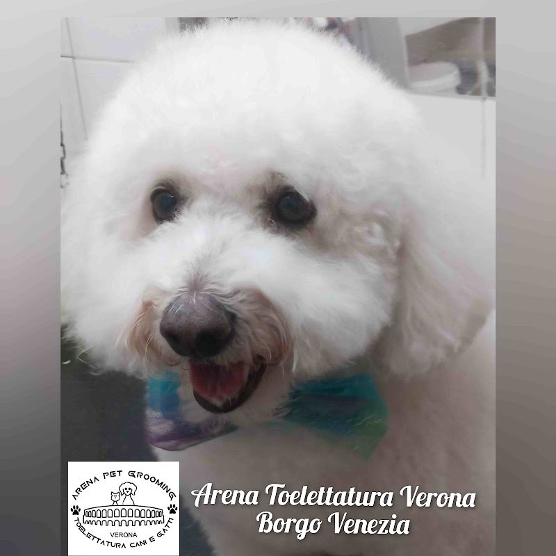 Toelettatura ARENA Pet Grooming - Foto 6