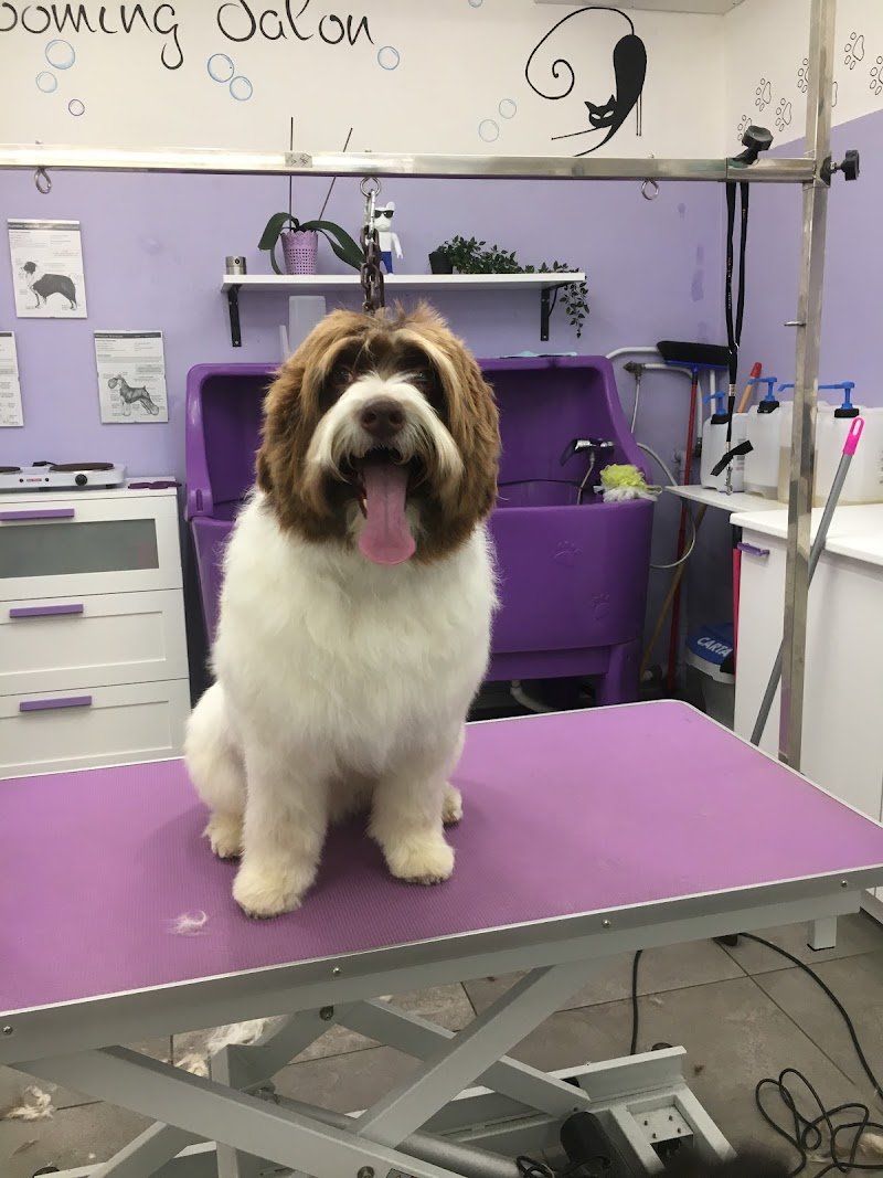 Toelettatura Art of Grooming - Foto 2