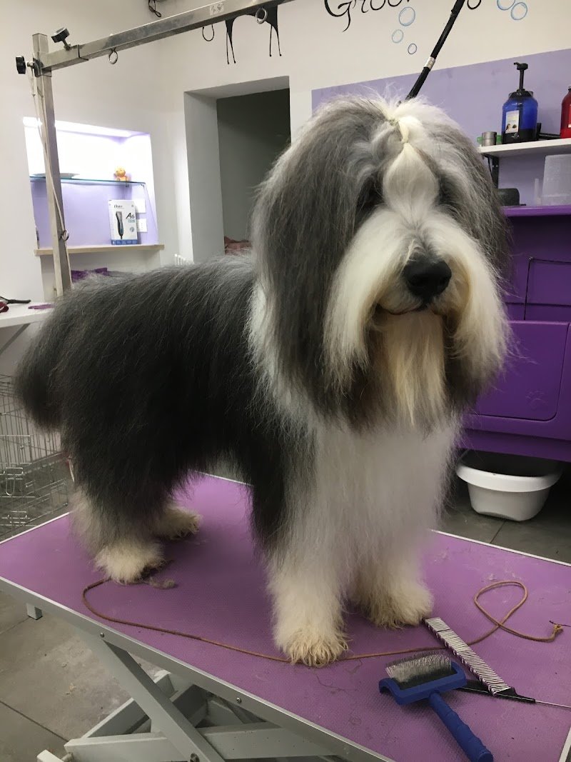 Toelettatura Art of Grooming - Foto 3