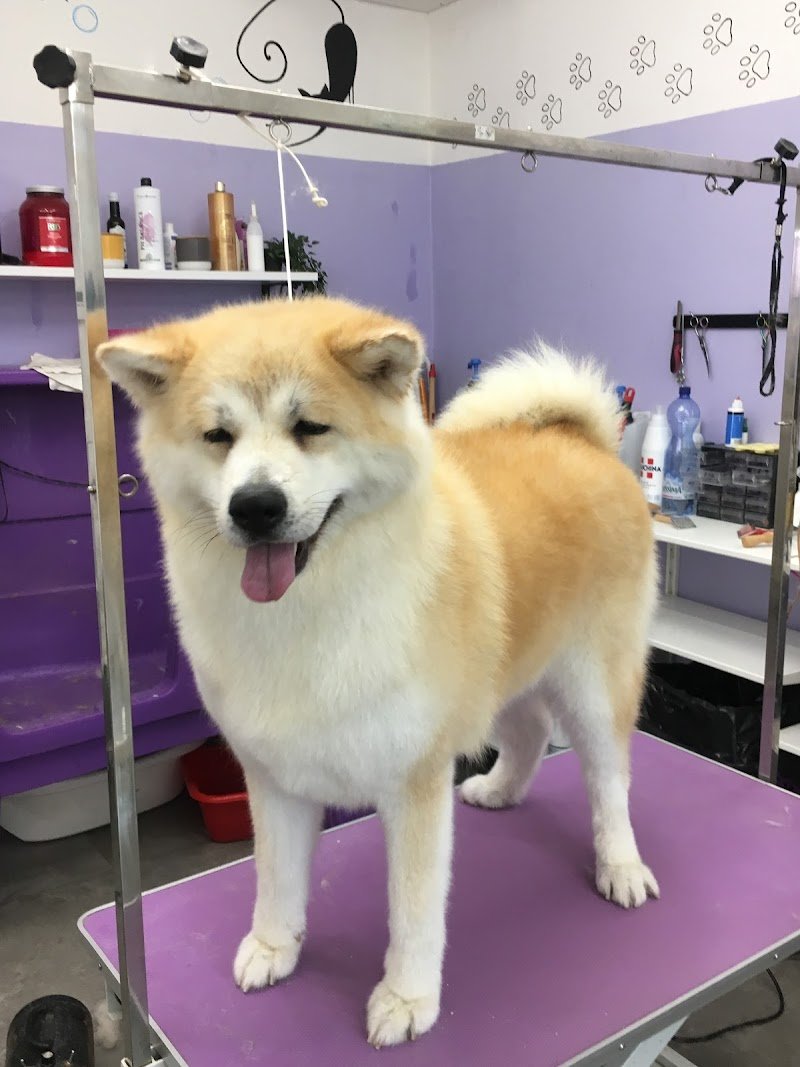 Toelettatura Art of Grooming - Foto 4