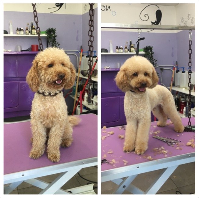 Toelettatura Art of Grooming - Foto 5