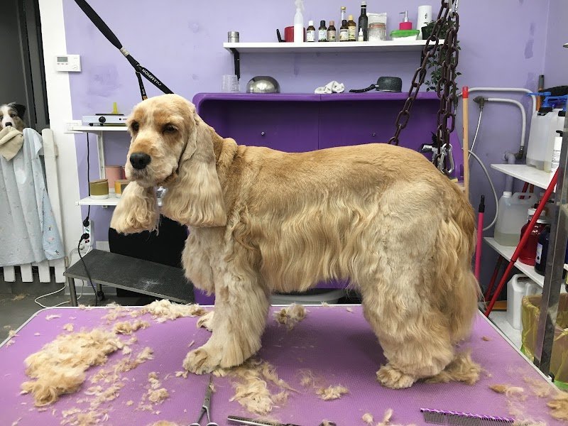 Toelettatura Art of Grooming - Foto 6