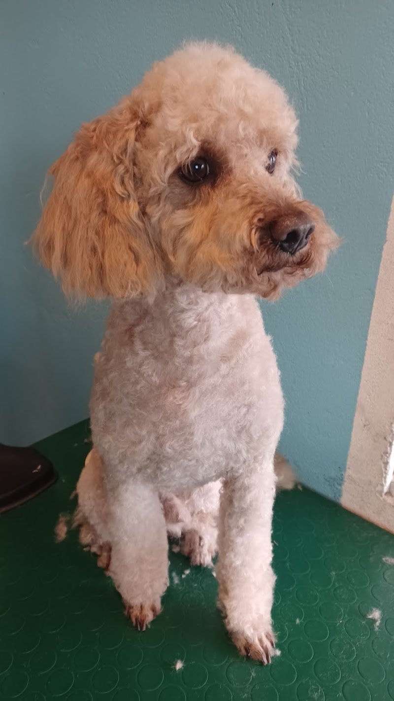 Toelettatura-Asilo cani ass. Tribù dell'Albero - Foto 2