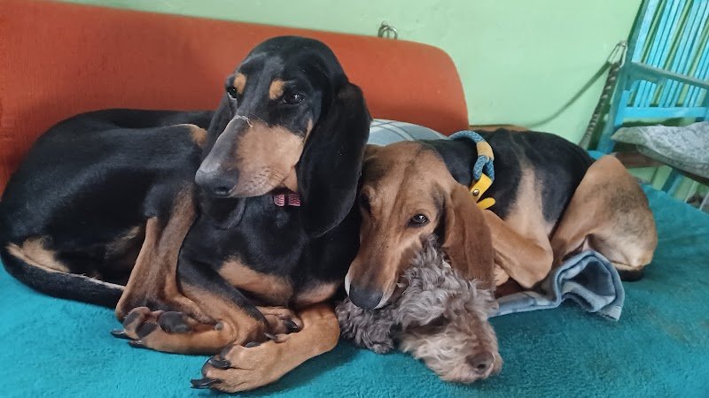 Toelettatura-Asilo cani ass. Tribù dell'Albero - Foto 3