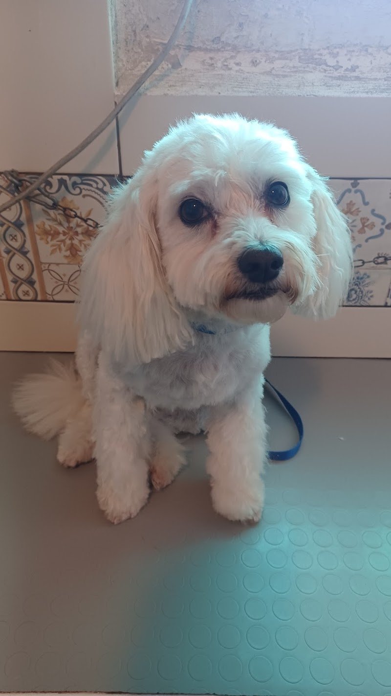 Toelettatura-Asilo cani ass. Tribù dell'Albero - Foto 4