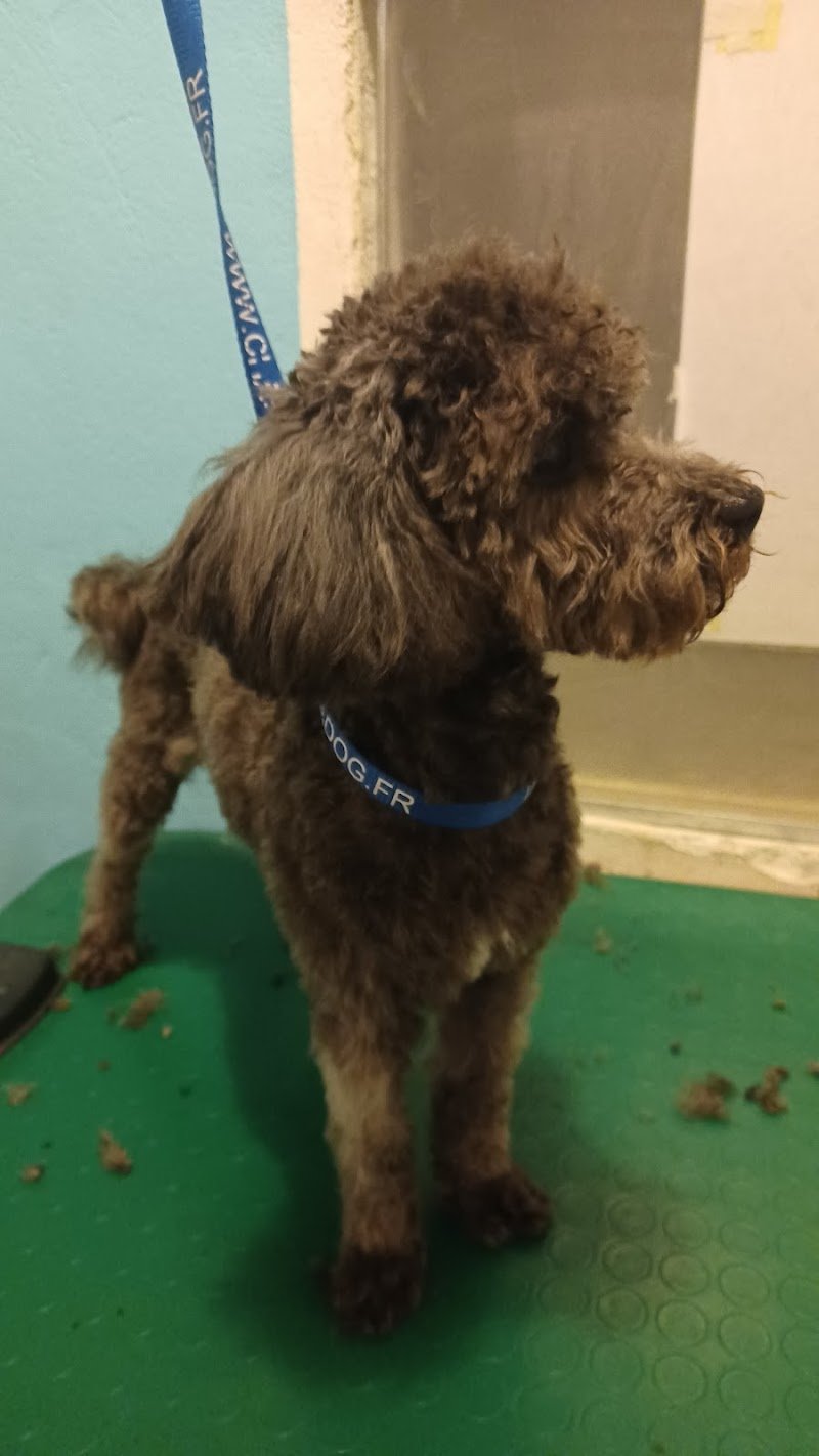 Toelettatura-Asilo cani ass. Tribù dell'Albero - Foto 5