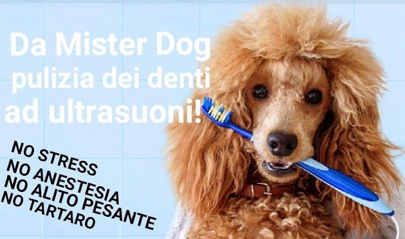 Toelettatura Avezzano Mister Dog - Foto 1