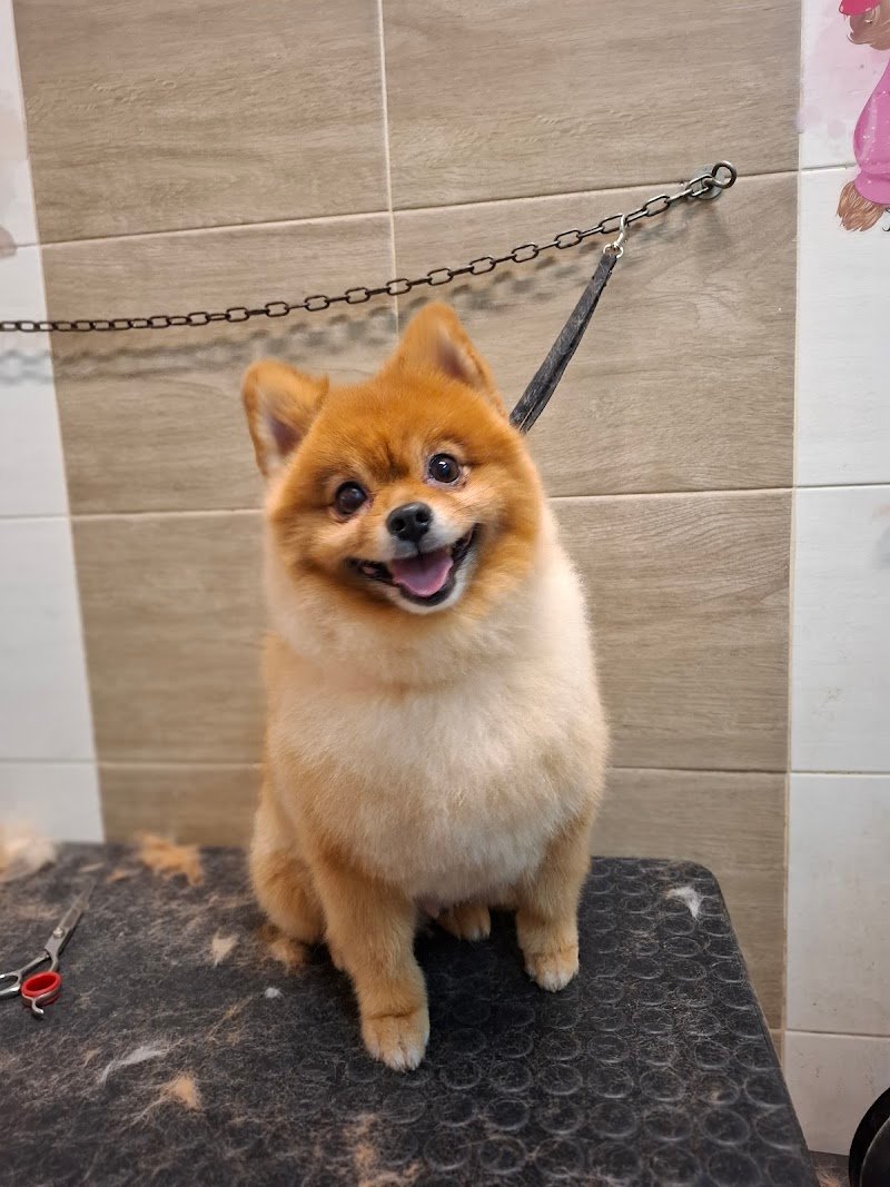 Toelettatura Avezzano Mister Dog - Foto 2