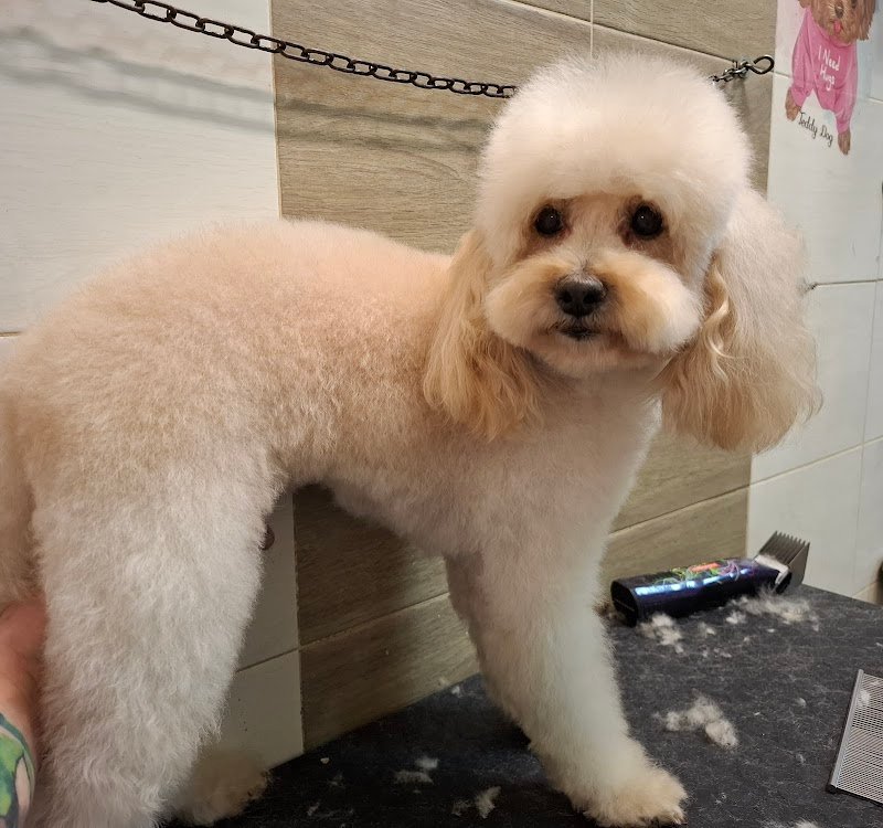 Toelettatura Avezzano Mister Dog - Foto 3