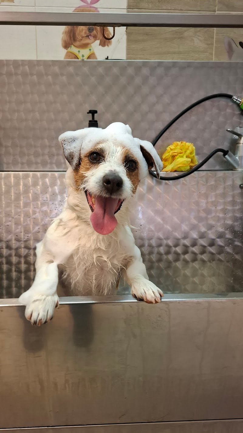 Toelettatura Avezzano Mister Dog - Foto 4