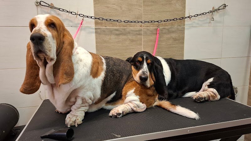 Toelettatura Avezzano Mister Dog - Foto 5