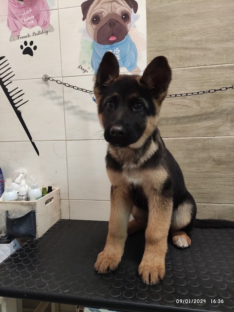 Toelettatura Avezzano Mister Dog - Foto 6