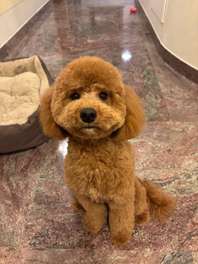 Toelettatura Barber Dog di Daniele Barile - Foto 1