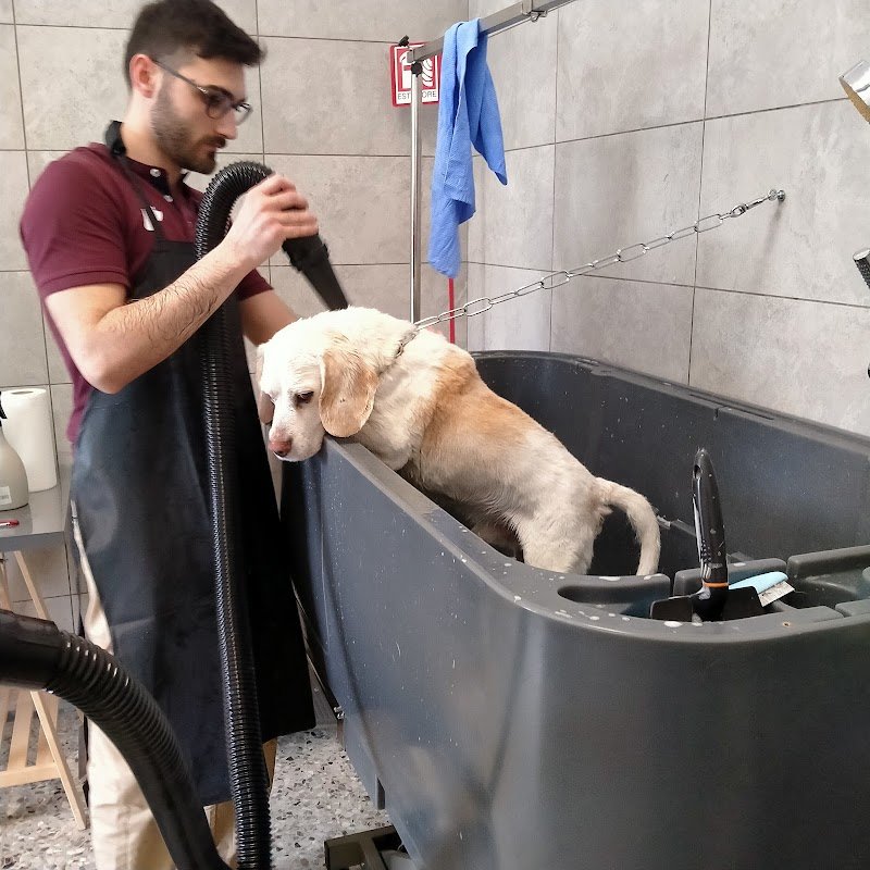 Toelettatura Barber Dog di Daniele Barile - Foto 4