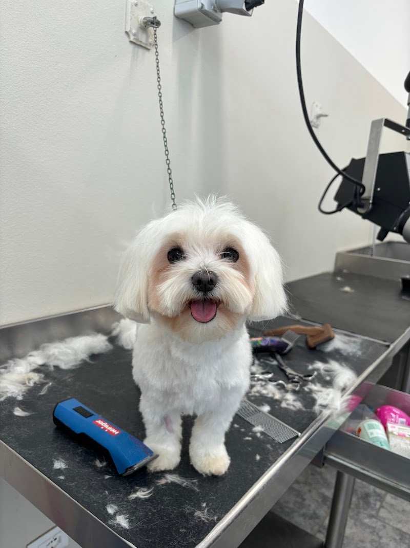 Toelettatura Batti La Zampa - cani e gatti - Foto 1