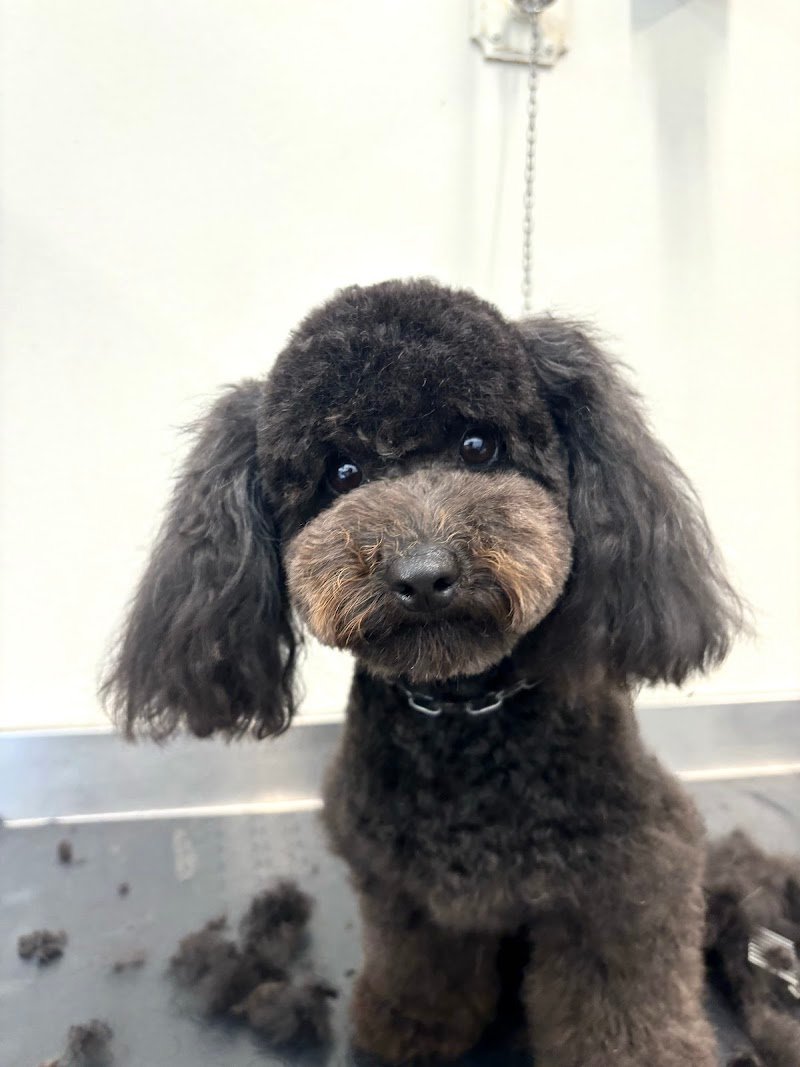 Toelettatura Batti La Zampa - cani e gatti - Foto 2