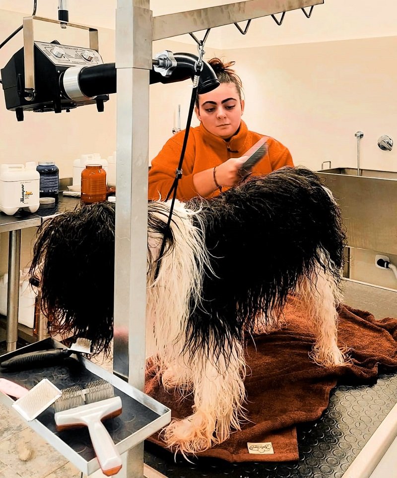 Toelettatura Batti La Zampa - cani e gatti - Foto 3