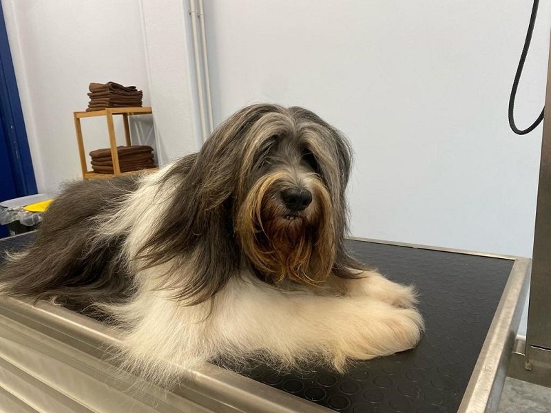 Toelettatura Batti La Zampa - cani e gatti - Foto 5